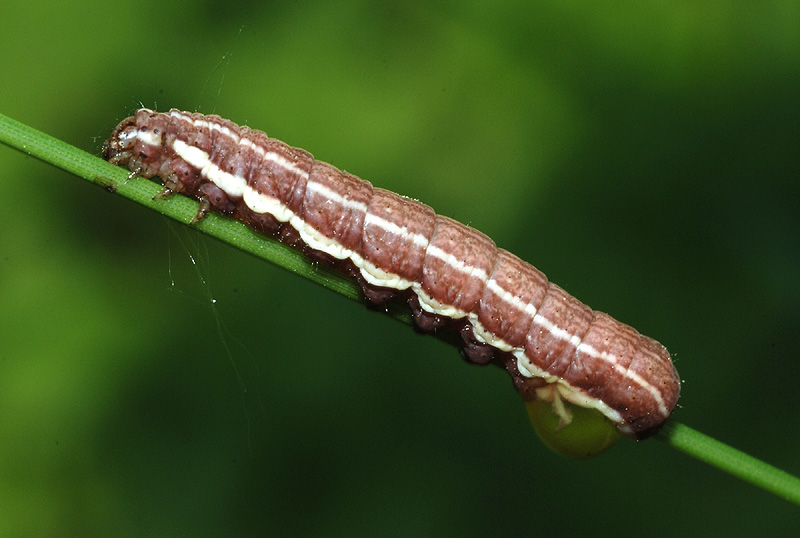 19 bruco da det. - Noctuidae